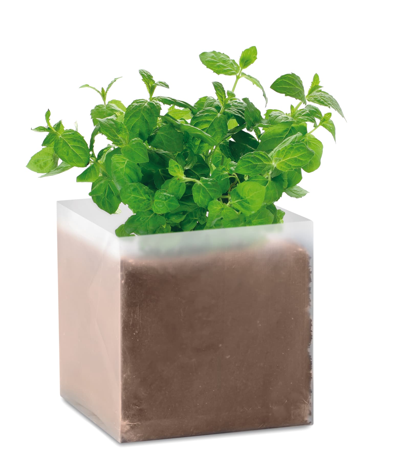 MINT